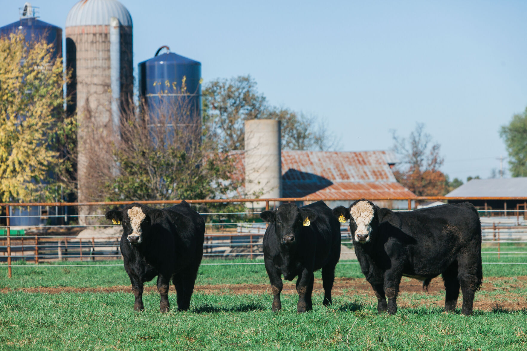 Blue Silo Cattle